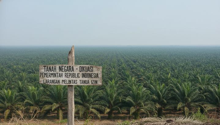 Бескрайняя плантация масличных пальм в Индонезии, на переднем плане установлен знак о переходе земли под контроль государства.